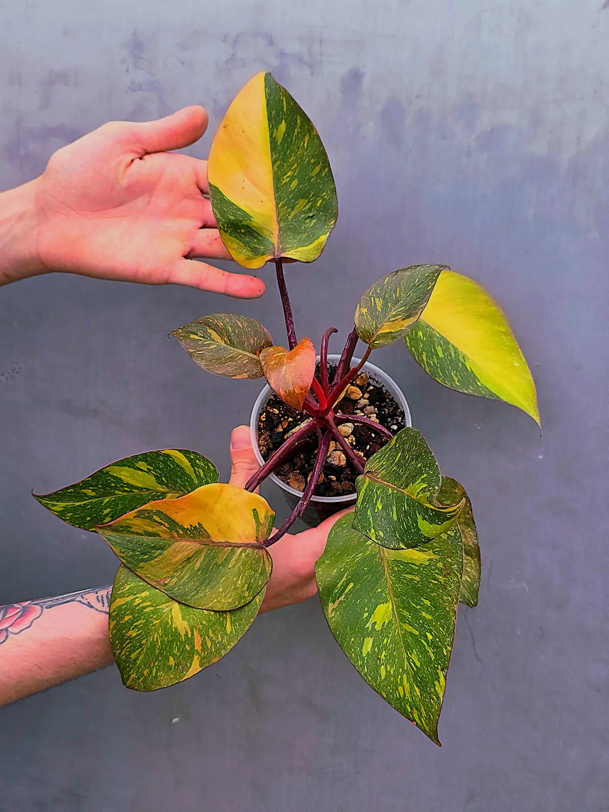 Variegated Philodendron Orange Princess - Rare Exact Plant (June-17-17)