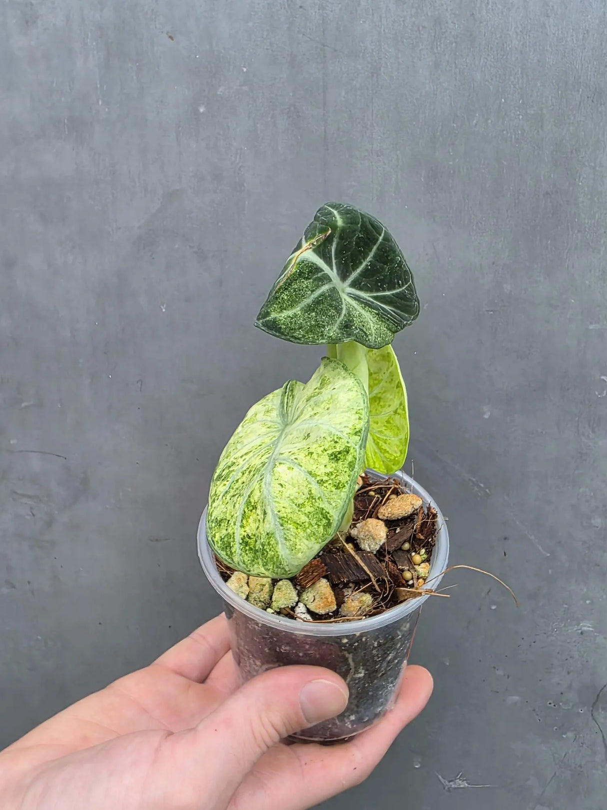 Alocasia Black Velvet Splash Plant - EXACT Plant (June-17-13)