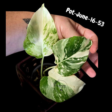 Variegated Monstera Albo - Rare Live Indoor Houseplant - Easy Care Collector Plant  - *EXACT PLANT* - US Seller