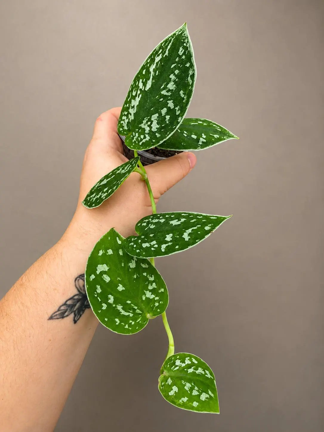 Silver Satin Pothos in 2" Pot - Scindapsus Pictus - Live Houseplant - Indoor Tropical Plant