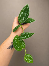Silver Satin Pothos in 2" Pot - Scindapsus Pictus - Live Houseplant - Indoor Tropical Plant
