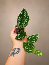 Silver Satin Pothos in 2" Pot - Scindapsus Pictus - Live Houseplant - Indoor Tropical Plant