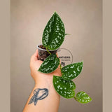 Silver Satin Pothos in 2" Pot - Scindapsus Pictus - Live Houseplant - Indoor Tropical Plant