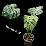 Rare Variegated Monstera Deliciosa Bulbasaur Live Plant - EXACT Collector Houseplant - US Seller