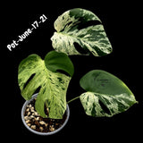 Rare Variegated Monstera Deliciosa Bulbasaur Live Plant - EXACT Collector Houseplant - US Seller