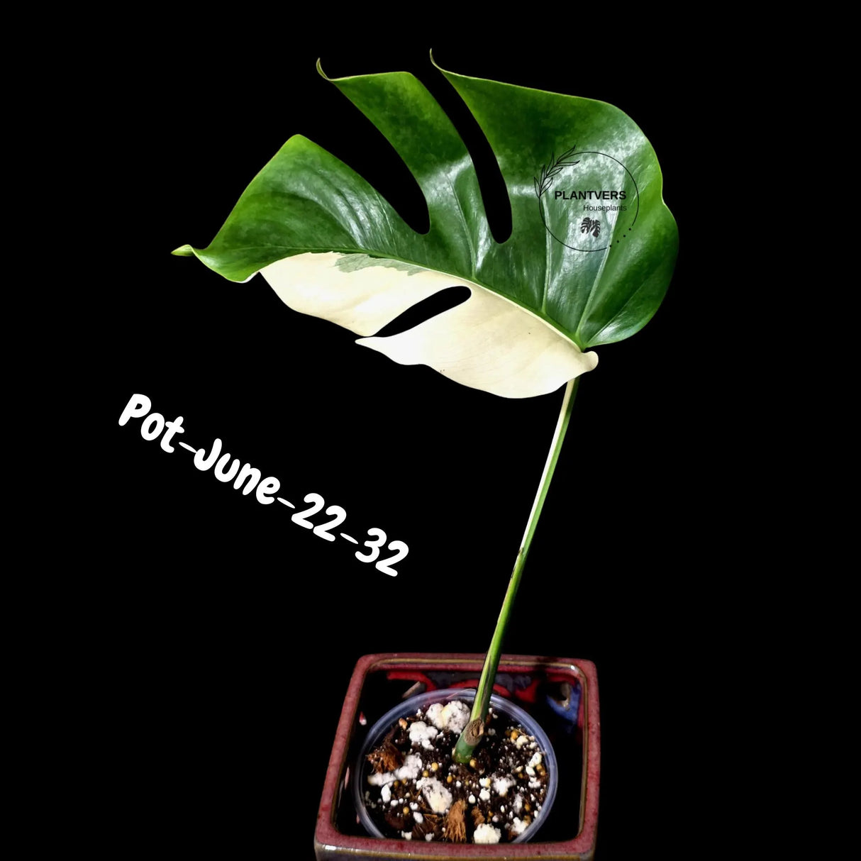 Variegated Monstera Albo - Rare Live Indoor Houseplant - Easy Care Collector Plant  - *EXACT PLANT* - US Seller
