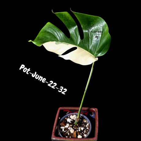 Variegated Monstera Albo - Rare Live Indoor Houseplant - Easy Care Collector Plant  - *EXACT PLANT* - US Seller