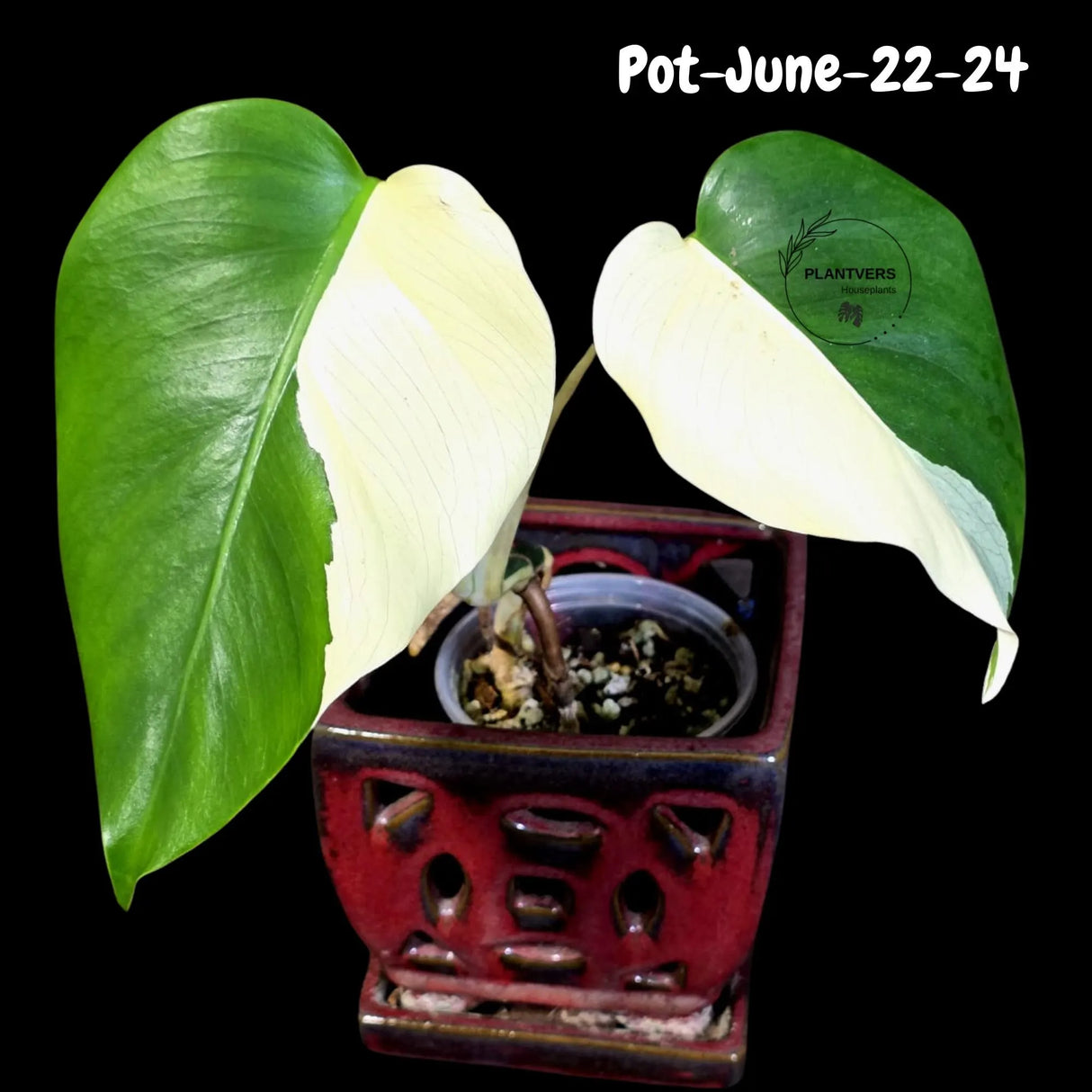 Variegated Monstera Albo - Rare Live Indoor Houseplant - Easy Care Collector Plant  - *EXACT PLANT* - US Seller