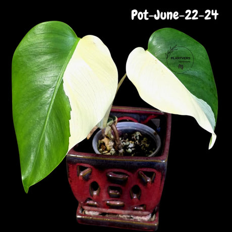 Variegated Monstera Albo - Rare Live Indoor Houseplant - Easy Care Collector Plant  - *EXACT PLANT* - US Seller