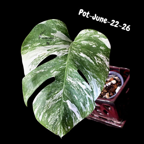Variegated Monstera Albo - Rare Live Indoor Houseplant - Easy Care Collector Plant  - *EXACT PLANT* - US Seller