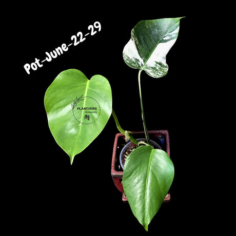 Variegated Monstera Albo - Rare Live Indoor Houseplant - Easy Care Collector Plant  - *EXACT PLANT* - US Seller