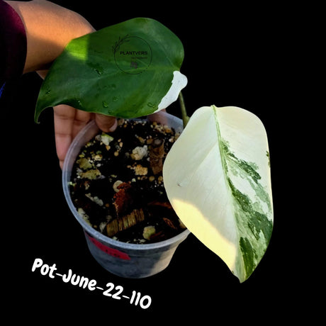 Variegated Monstera Albo - Rare Live Indoor Houseplant - Easy Care Collector Plant  - *EXACT PLANT* - US Seller