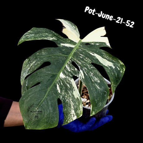 Variegated Monstera Albo - Rare Live Indoor Houseplant - Easy Care Collector Plant  - *EXACT PLANT* - US Seller