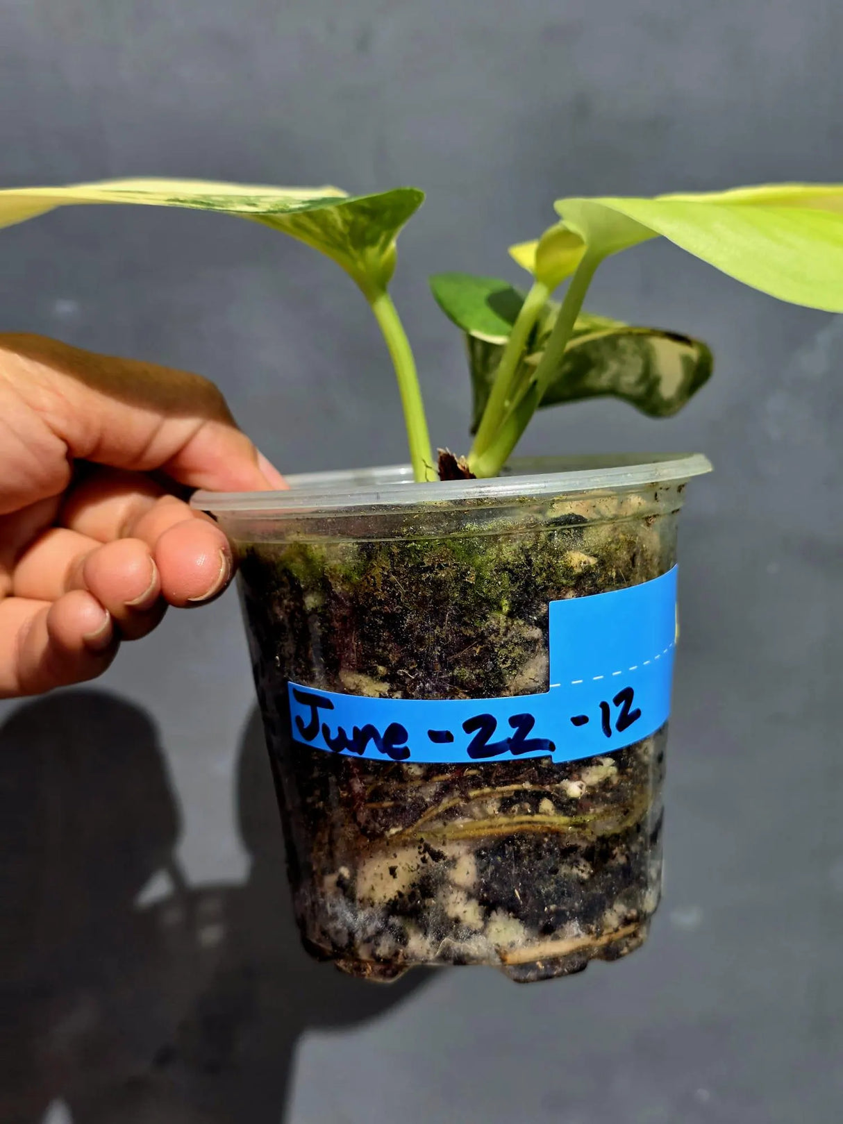 Scindapsus Jade Satin Variegated - Yellow Variegation - (June-22-12)
