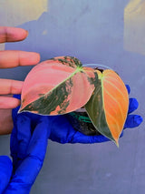 Philodendron Orange Melanochrysum Variegated – Rare Velvet Leaf Plant (June-21-08)