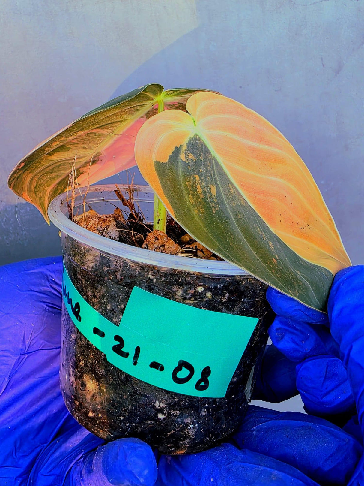 Philodendron Orange Melanochrysum Variegated – Rare Velvet Leaf Plant (June-21-08)