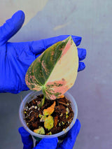 Philodendron Orange Melanochrysum Variegated – Rare Velvet Leaf Plant (June-21-04)