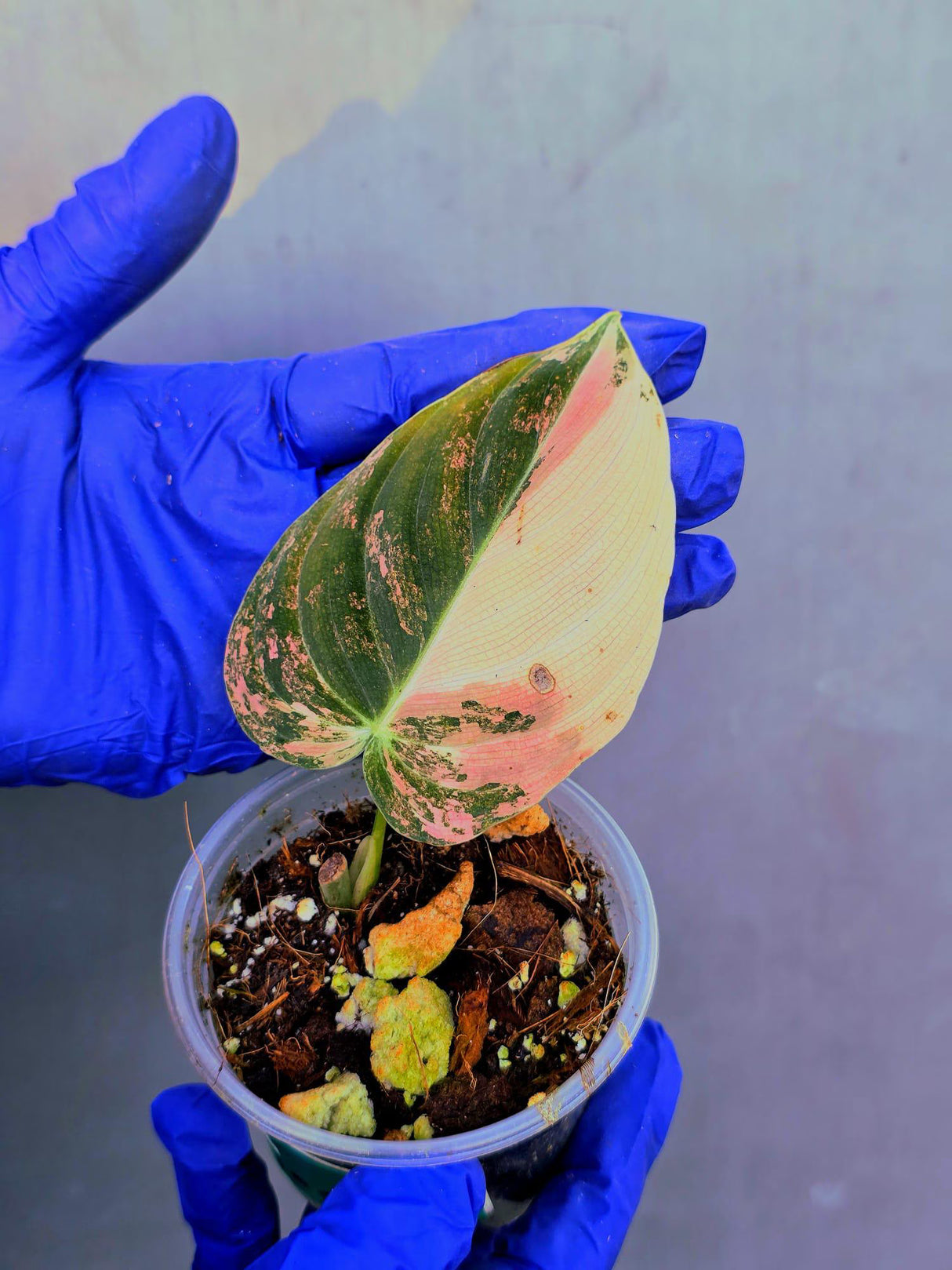Philodendron Orange Melanochrysum Variegated – Rare Velvet Leaf Plant (June-21-04)