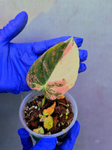 Philodendron Orange Melanochrysum Variegated – Rare Velvet Leaf Plant (June-21-04)