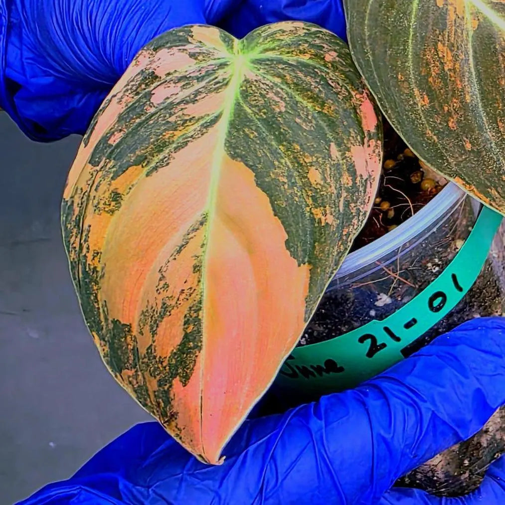Philodendron Orange Melanochrysum Variegated – Rare Velvet Leaf Plant (June-21-01)