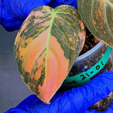 Philodendron Orange Melanochrysum Variegated – Rare Velvet Leaf Plant (June-21-01)