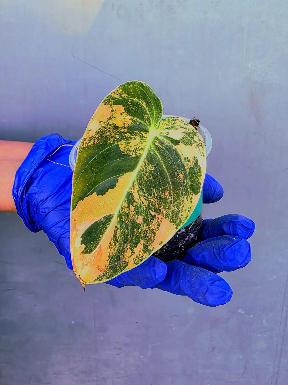 Philodendron Orange Melanochrysum Variegated – Rare Velvet Leaf Plant (June-21-05)