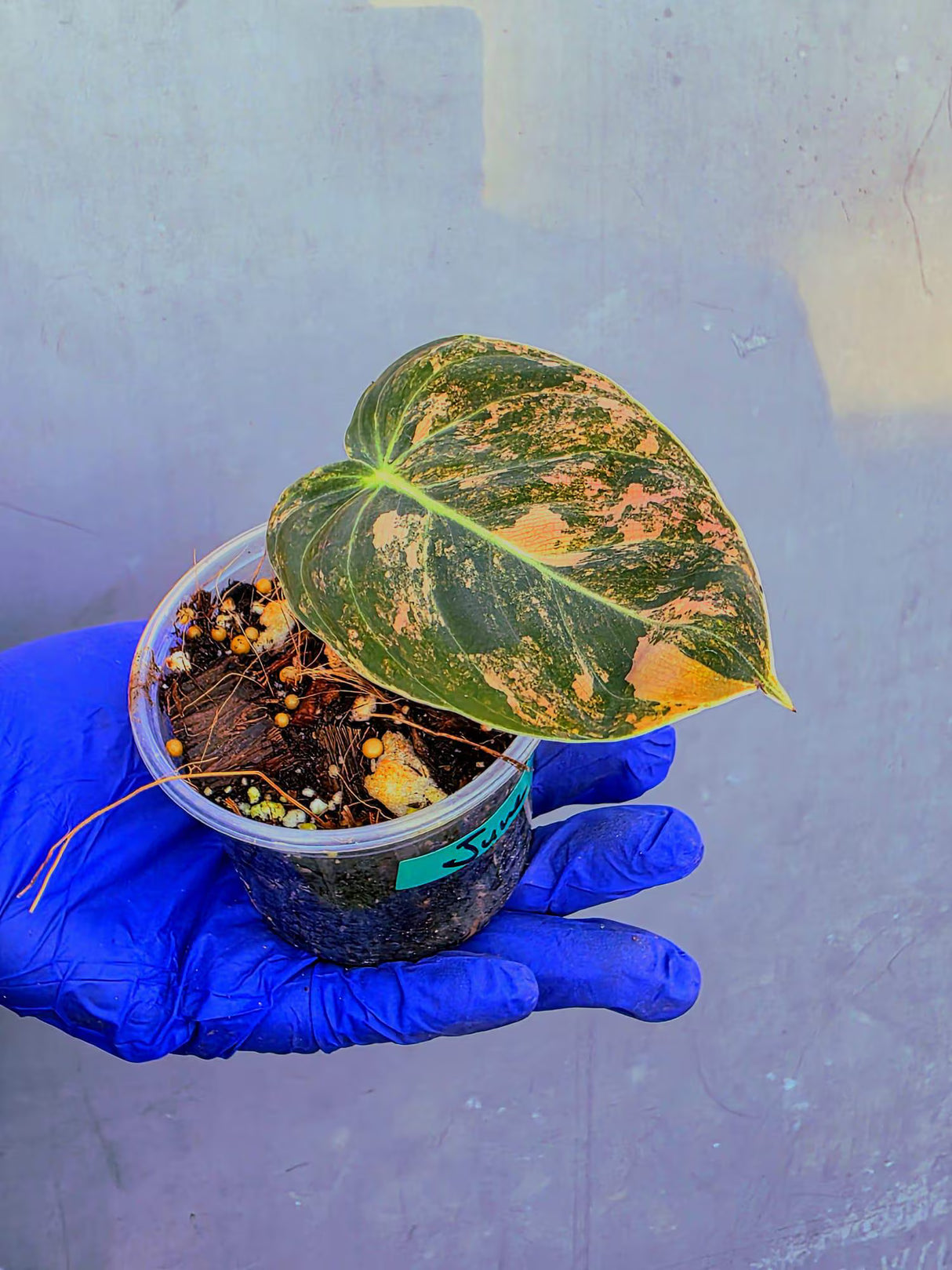 Philodendron Orange Melanochrysum Variegated – Rare Velvet Leaf Plant (June-21-06)