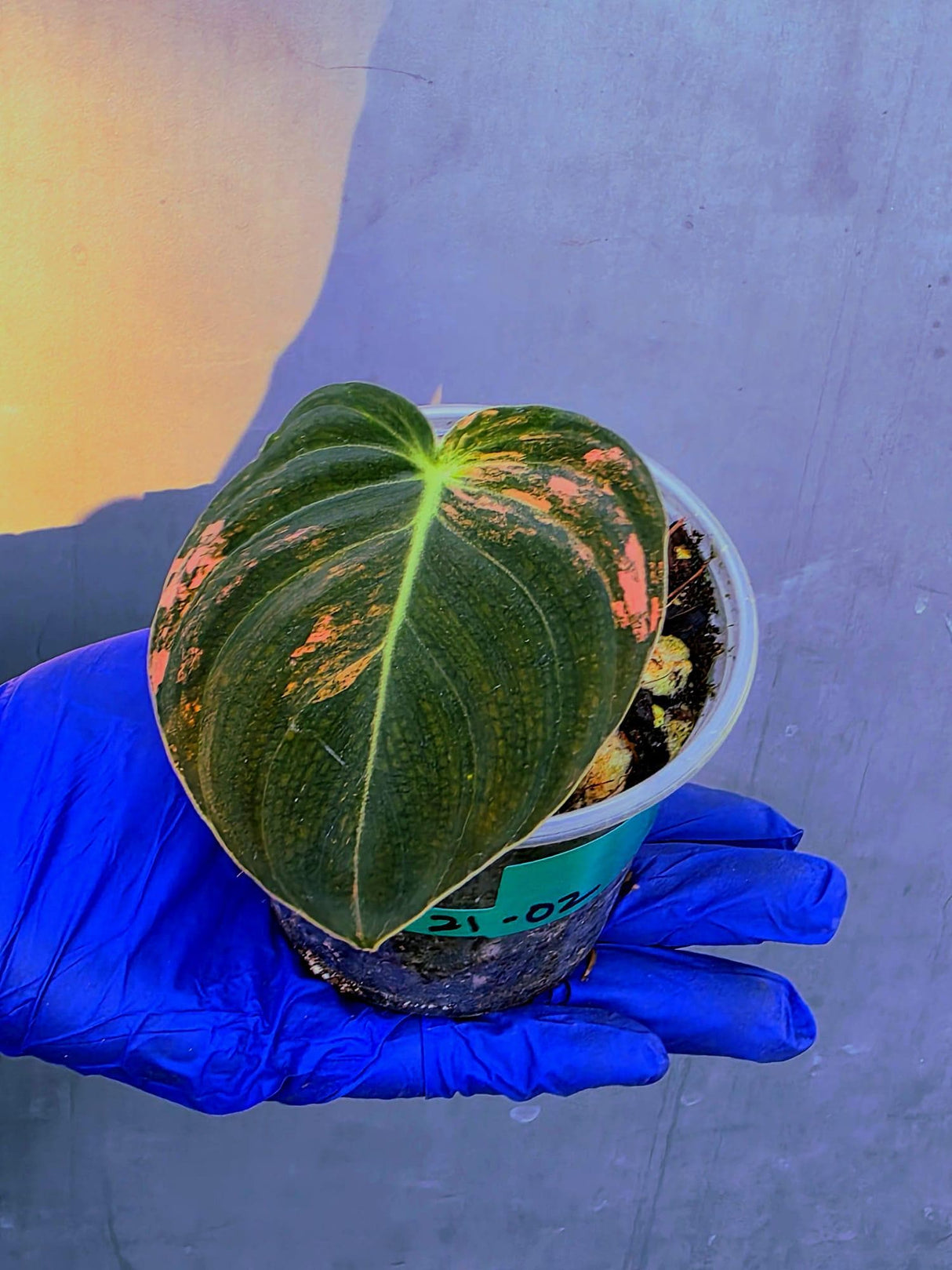 Philodendron Orange Melanochrysum Variegated – Rare Velvet Leaf Plant (June-21-02)