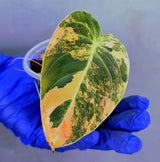 Philodendron Orange Melanochrysum Variegated – Rare Velvet Leaf Plant (June-21-05)