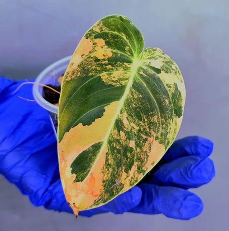 Philodendron Orange Melanochrysum Variegated – Rare Velvet Leaf Plant (June-21-05)