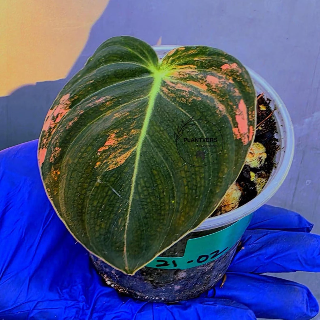 Philodendron Orange Melanochrysum Variegated – Rare Velvet Leaf Plant (June-21-02)