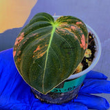 Philodendron Orange Melanochrysum Variegated – Rare Velvet Leaf Plant (June-21-02)