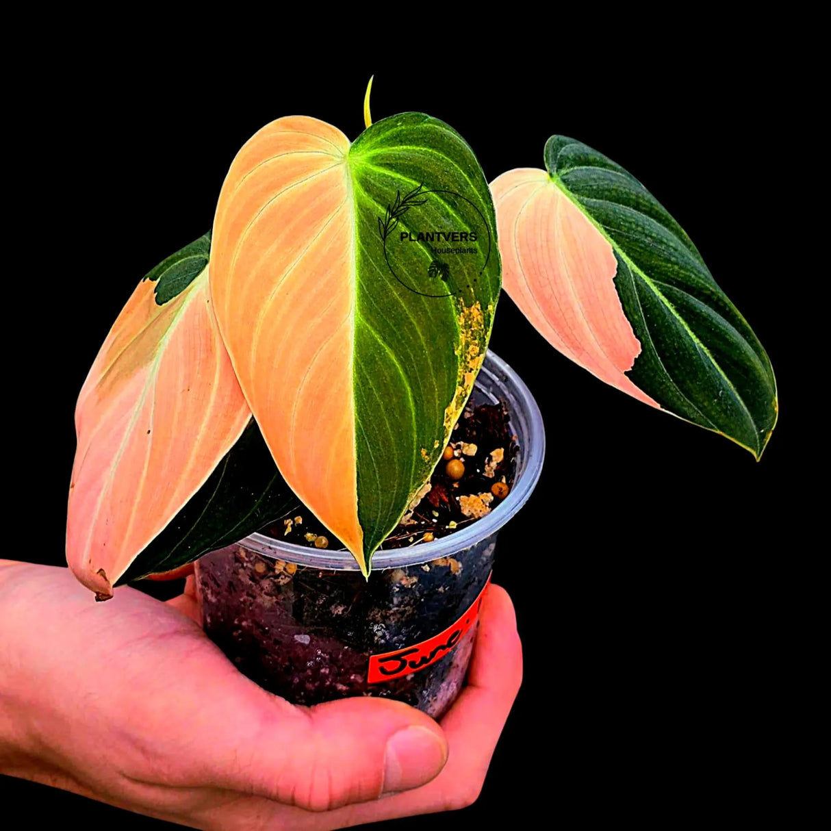 Philodendron Orange Melanochrysum Variegated - Super Rare Velvet Leaf Indoor Plant - Collector Plant - Exact Same Plant - US Seller
