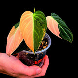Philodendron Orange Melanochrysum Variegated - Super Rare Velvet Leaf Indoor Plant - Collector Plant - Exact Same Plant - US Seller