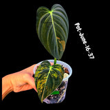 Philodendron Melanochrysum Variegated Live Plant - Rare Velvet Leaf Philodendron - Exact Same Plant - US Seller