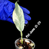 Variegated Silver Sword philodendron - Rare Aroid - Philodendron Hastatum Variegata - Exact Plant - US Seller