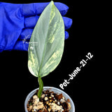 Variegated Silver Sword philodendron - Rare Aroid - Philodendron Hastatum Variegata - Exact Plant - US Seller