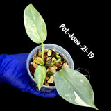 Variegated Silver Sword philodendron - Rare Aroid - Philodendron Hastatum Variegata - Exact Plant - US Seller