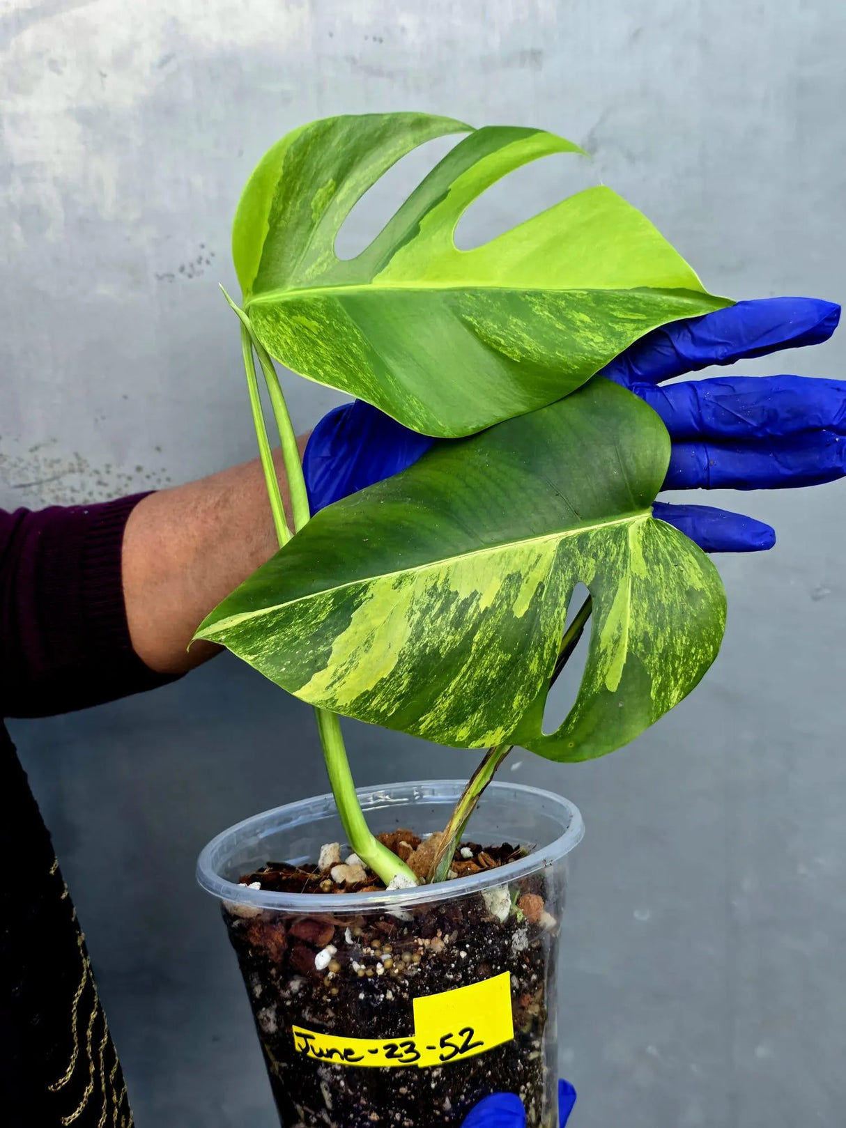 Variegated Monstera Aurea Borsigiana Live plant - Super Rare Monstera Marmota (June-23-52)