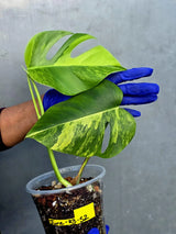 Variegated Monstera Aurea Borsigiana Live plant - Super Rare Monstera Marmota (June-23-52)