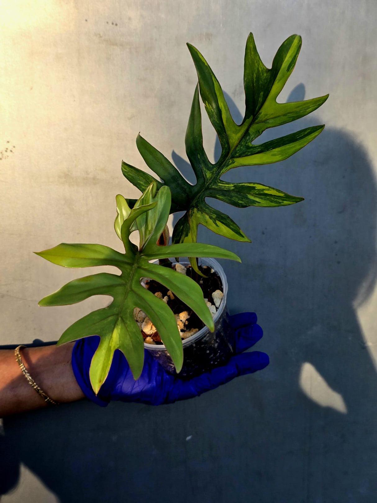 Variegated Philodendron Mayoi - Rare Variegated Fern Leaf Philodendron (June-22-104-ER)