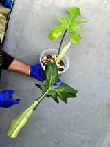 Philodendron Golden Dragon Variegated Established Plant - (June-21-53-ER)