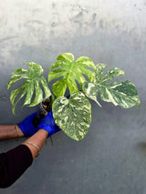 Variegated Monstera Legacy Live Plant - Extremely Rare Monstera Plant (June-21-55-ER)
