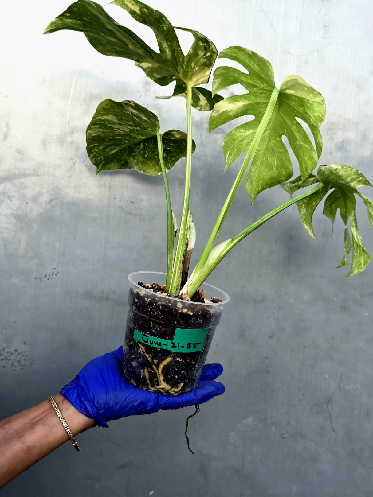 Variegated Monstera Legacy Live Plant - Extremely Rare Monstera Plant (June-21-55-ER)