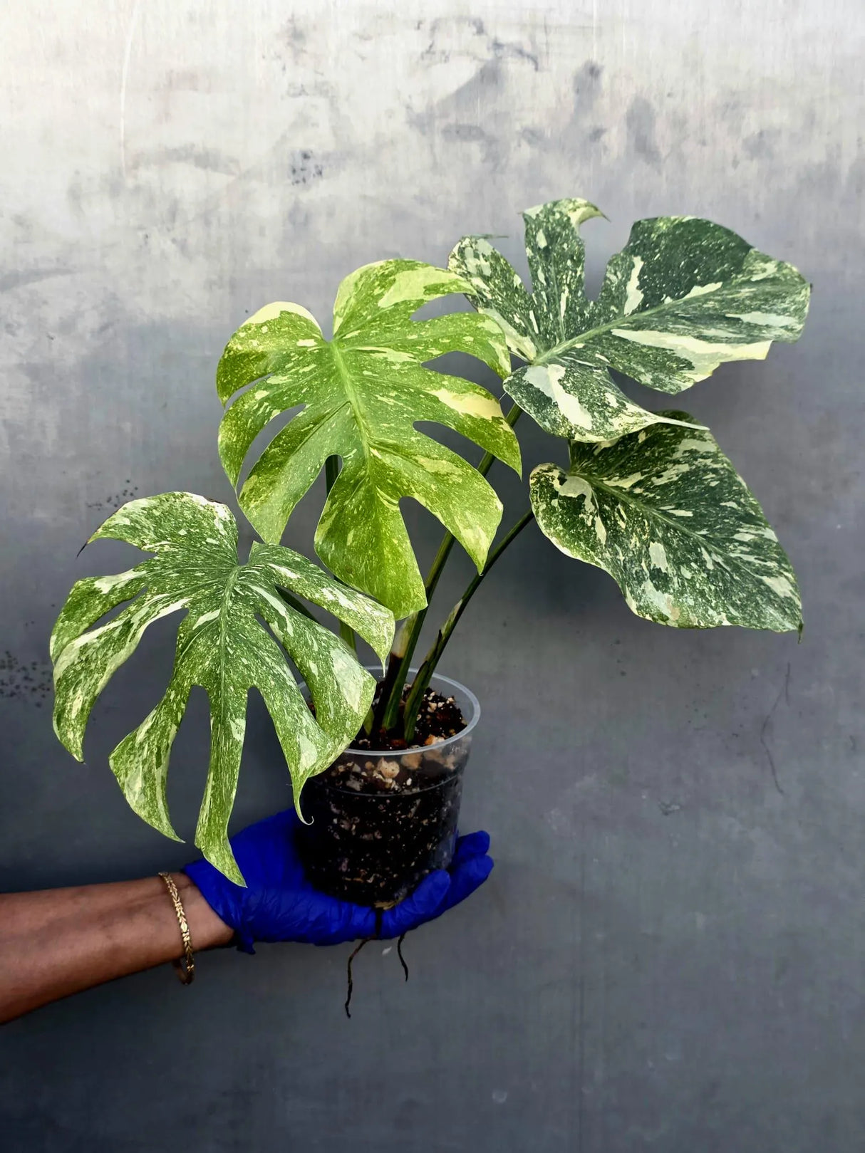 Variegated Monstera Legacy Live Plant - Extremely Rare Monstera Plant (June-21-55-ER)