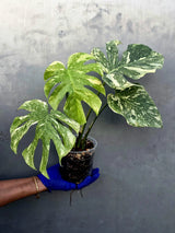Variegated Monstera Legacy Live Plant - Extremely Rare Monstera Plant (June-21-55-ER)