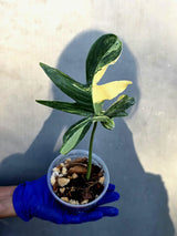 Philodendron Pedatum Variegated - Rare Variegated Oak Leaf Philodendron (June-22-101-ER)