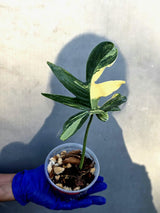 Philodendron Pedatum Variegated - Rare Variegated Oak Leaf Philodendron (June-22-101-ER)