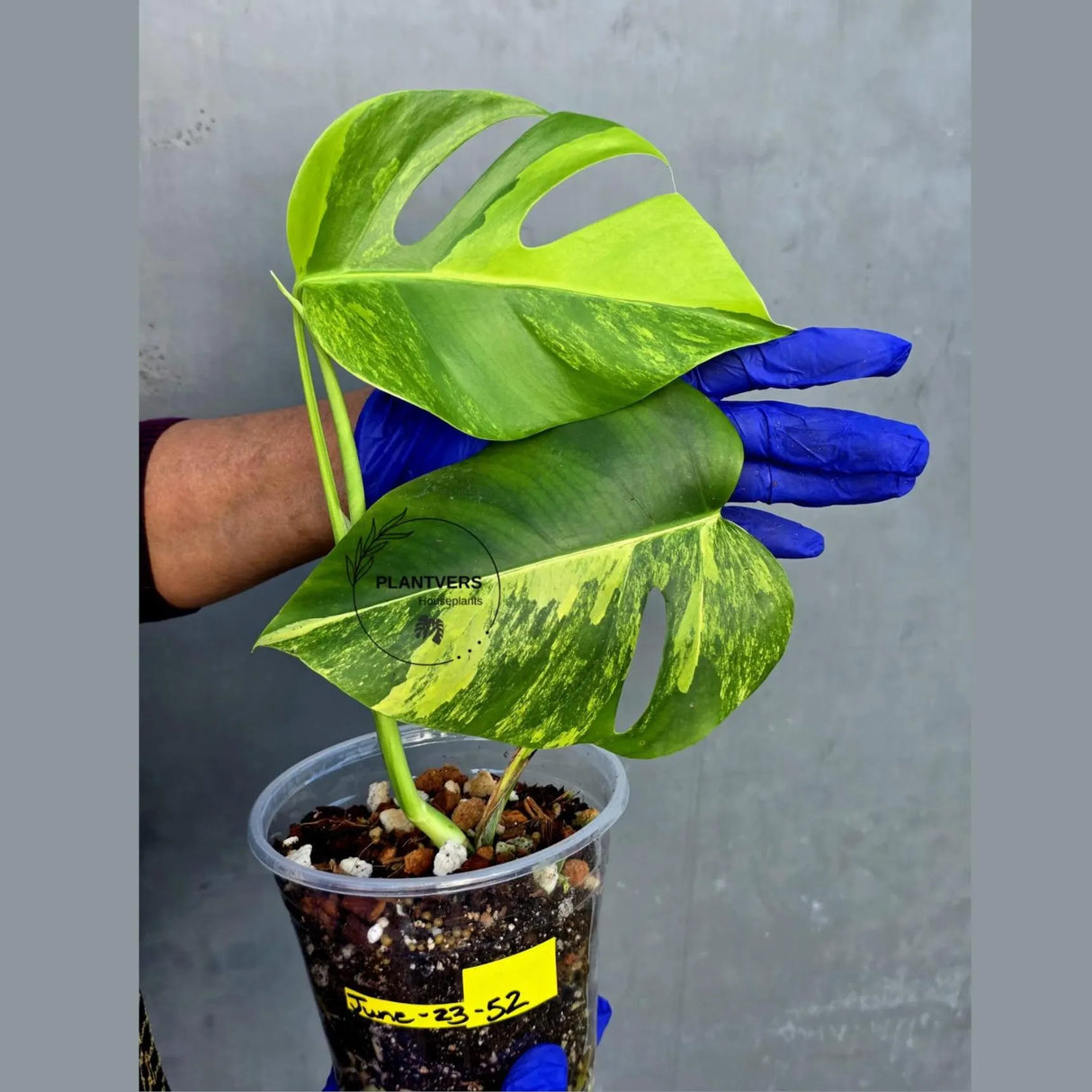 Variegated Monstera Aurea Borsigiana Live plant - Super Rare Monstera Marmota (June-23-52)