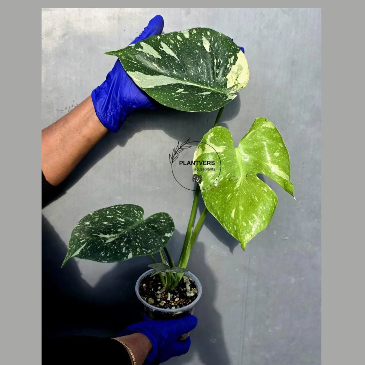 Variegated Monstera Thai Constellation Live Plant - Rare Collector Plant (June-22-44-ER)